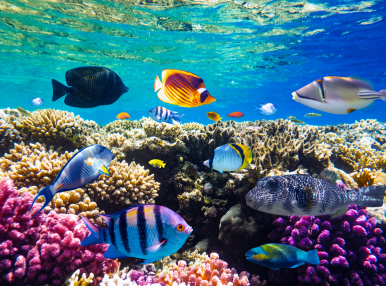 Египет промо оферти